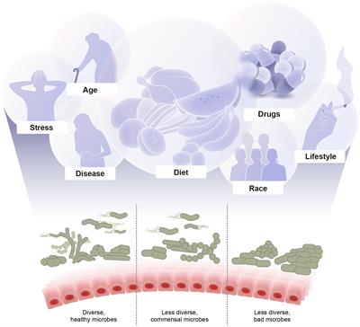 Recent Advances in Understanding the Structure and Function of the Human Microbiome